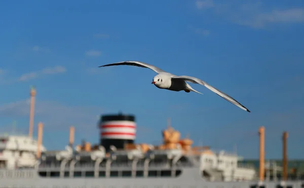 Scenery Flying Seabird Passenger Ship Japanese Yokohama Port Day Fine — Stock Photo, Image