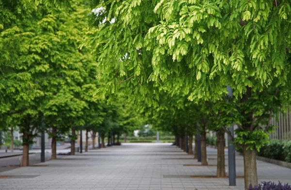 Green Row Trees Street Sidewalk Led Blue — Stock Photo, Image