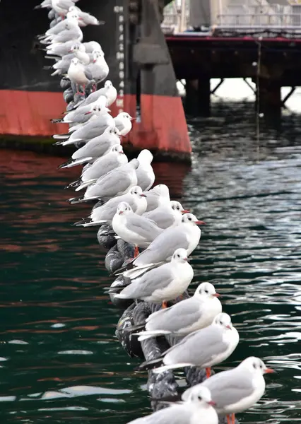 Сцена Якорного Корабля Порта Морской Птицы Останавливающейся Цепи — стоковое фото