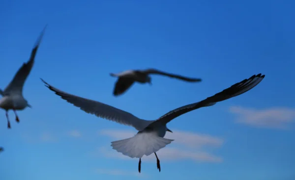 Vista Dos Aves Marinas Que Vuelan Sobre Cielo Azul — Foto de Stock