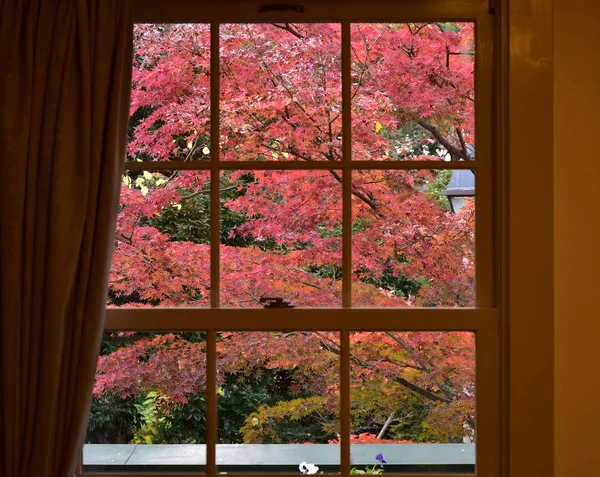 Dekoracje Jesienne Liście Kolorowe Aby Zobaczyć Okna Pokoju — Zdjęcie stockowe
