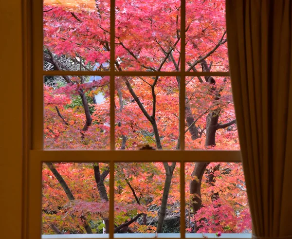 Odanın penceresinden görmek için sonbahar renkli yaprakları toplayan