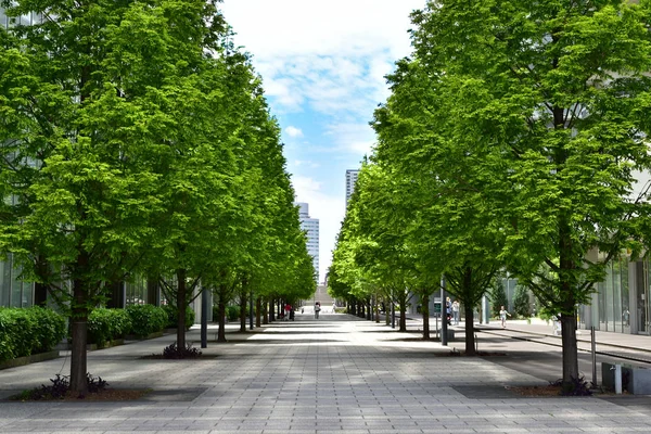 Scene Green Avenue Town Day Blue Sky Which Fine — Stock Photo, Image