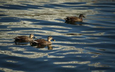 Ne zaman o was para cezası gün deniz yüzeyinde yüzen seabird