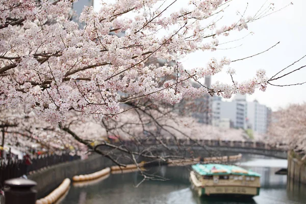 日本の春川岸の桜と観光船の情景 — ストック写真