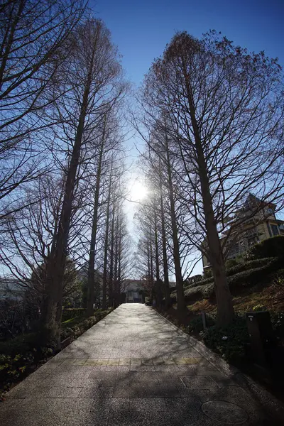 Winter Tree Sidewalk Blue Sky Which Fine — Stock Photo, Image