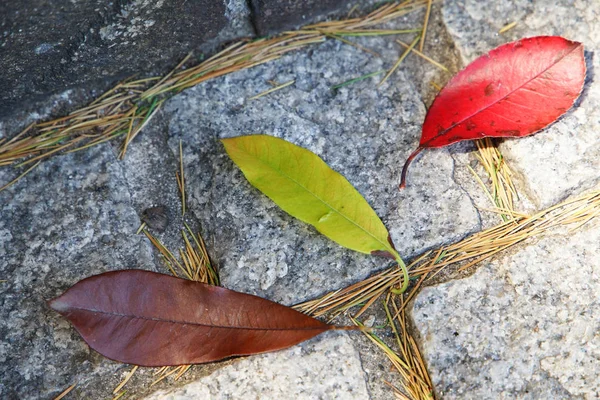 Bunte Abgefallene Blätter Boden Des Parks Dem Tag Als Gut — Stockfoto
