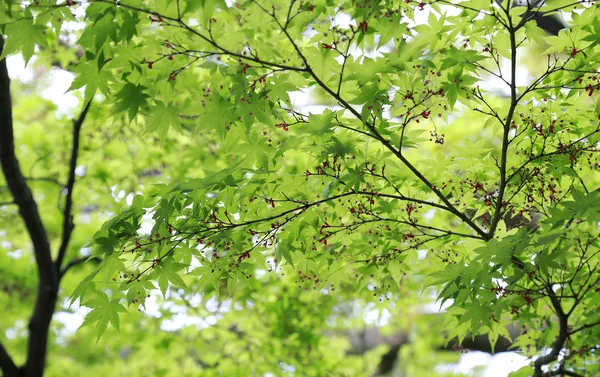 Green leaf of the bright forest