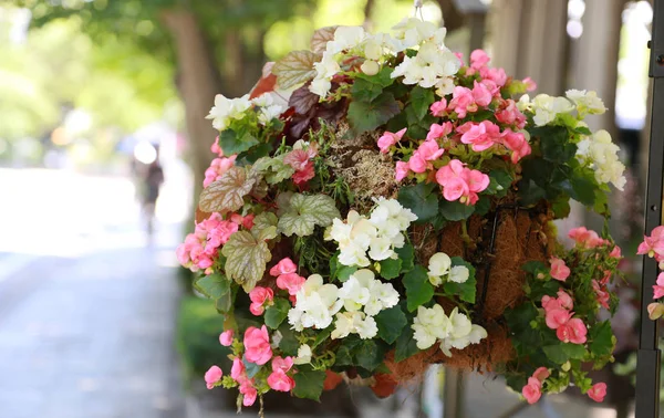 Flower Which Displayed According Sidewalk Day Fine — ストック写真