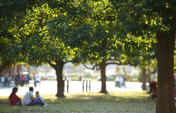 Tree Park Day Fine People Who Take Rest — Stock Photo, Image