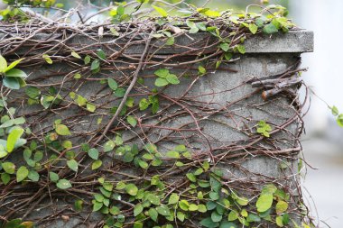 Ivy ve yeşil yaprak taş sütunun üzerinde sürünüyor.