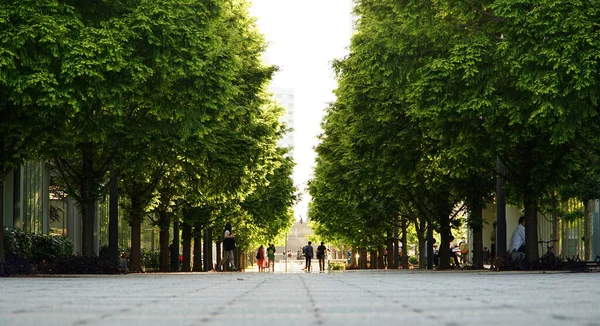 Sidewalk Trees Town Day Fine — Stock Photo, Image