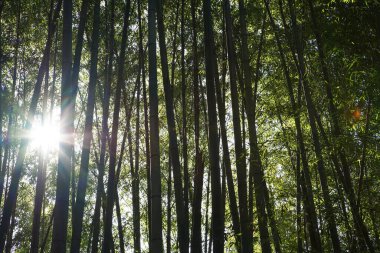 Güneş ışığı bambu ormanında parlar                               