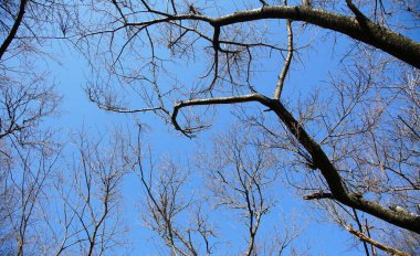 Mavi gökyüzünün kış ağaçları, güzel olan.                               
