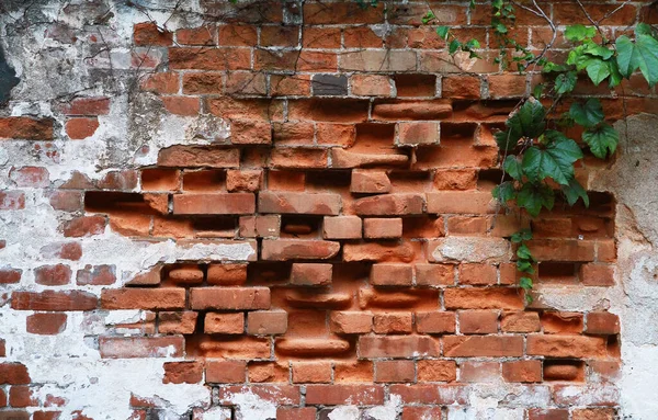 Muro Del Mattone Che Stava Crollare Foglia Verde — Foto Stock