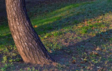 Batan güneşin parladığı park ağacı.