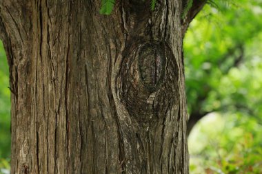 Ormanın ağaç gövdesi