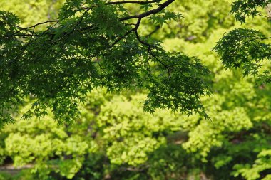 Ağacın yeşil yaprağı Yazın ilk zamanlarında gölette