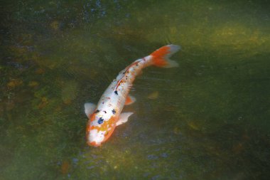 Gölette yüzen Japon sazan balığı.