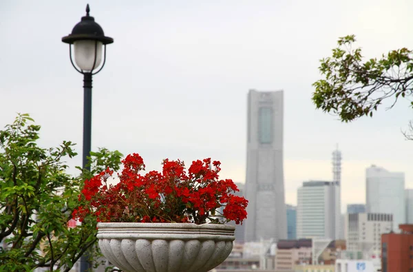赤い花と高層ビルの景色を望む庭 — ストック写真