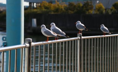 Limanın çitlerinde duran deniz kuşu.