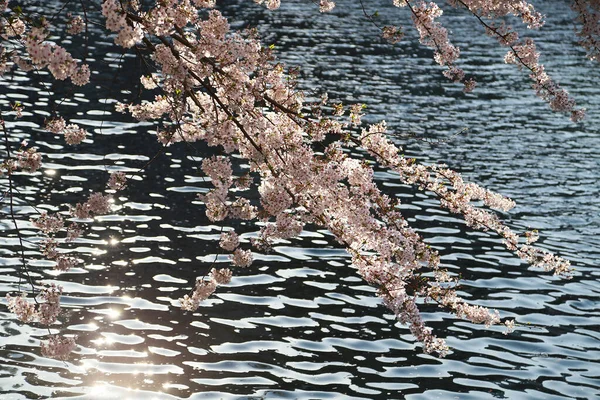 Kirschblüten Und Sonnenlicht Auf Der Oberfläche Des Flusses Reflektiert — Stockfoto
