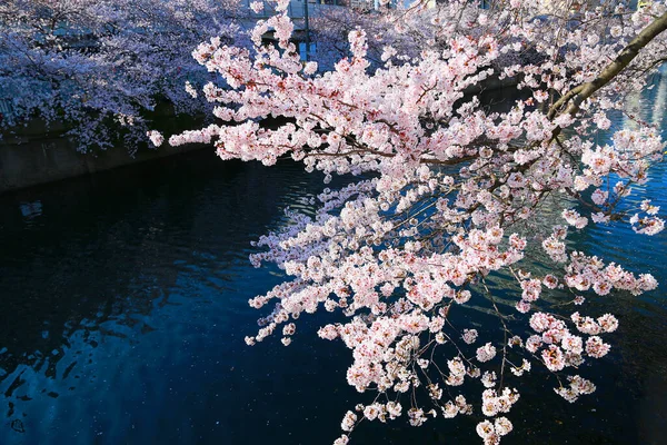 日本の川の近くに咲く桜 — ストック写真