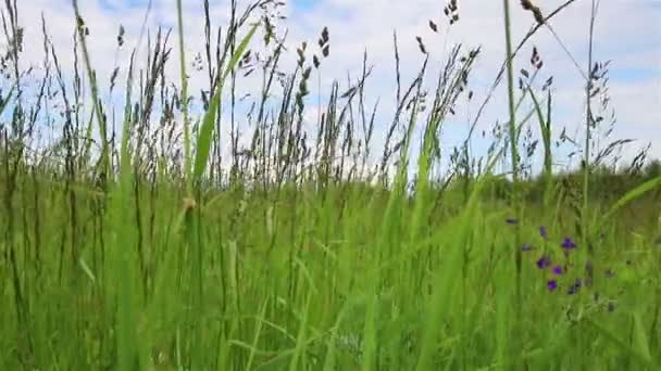 Fond Herbes Vertes Sur Vent — Video
