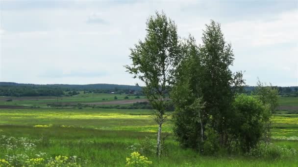 Paysage Pastoral Verdoyant Avec Des Arbres Des Arbustes — Video