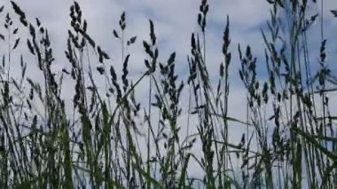 Alan otlar üzerinde mavi bir gökyüzü karanlık siluetleri