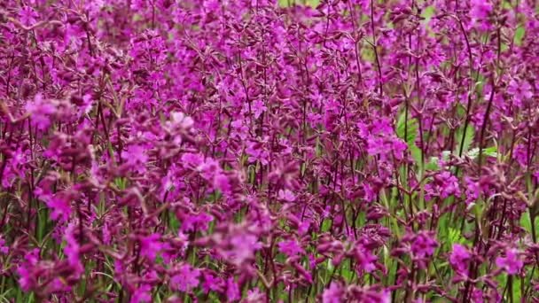 品红色花和飞头蜂的背景 — 图库视频影像