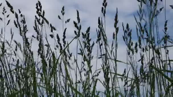 Silhouettes sombres d'herbes de champ sur un ciel bleu 