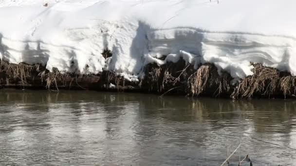 Río Fluye Invierno Con Montones Nieve Hierbas Secas — Vídeos de Stock