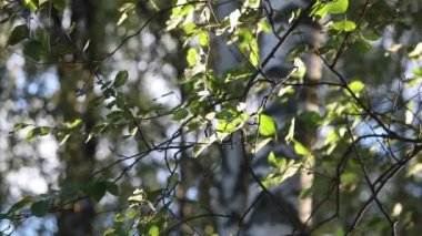 Rüzgarda bir ormandaki yeşil huş ağacı yaprakları