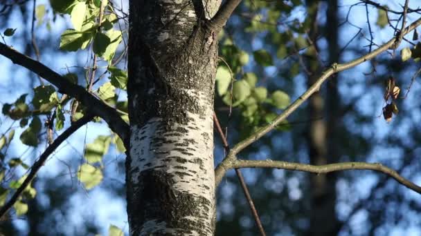 Sfondo Tronco Betulla Foglie Verdi — Video Stock