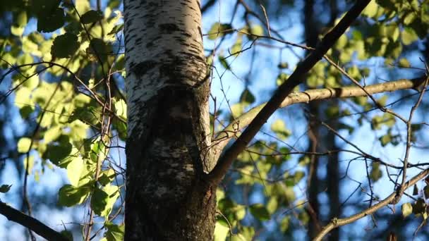 白樺の幹と枝がフォレスト内 — ストック動画
