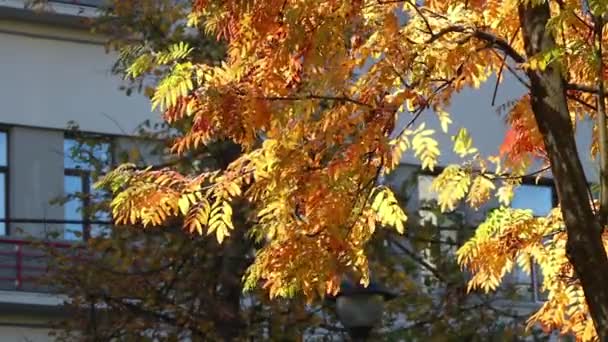 Herfstbladeren Van Een Rowan Boom Wind — Stockvideo