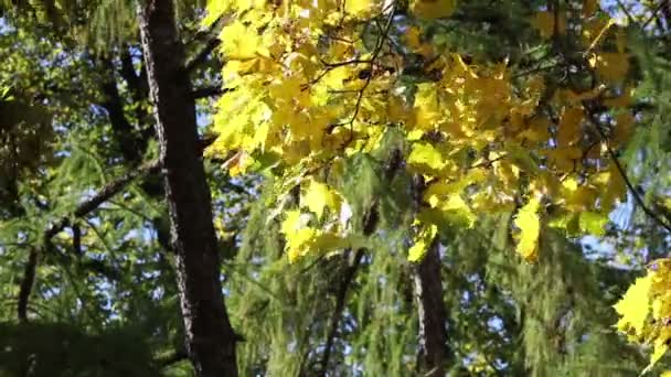公園の木に黄色のカエデの背景を残す — ストック動画