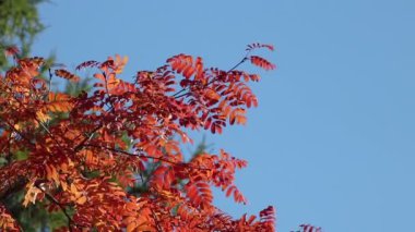 Üzerinde mavi bir gökyüzü arka plan kırmızı üvez ağacının yaprakları