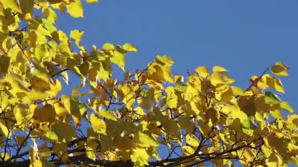 Yellow Autumn Linden Tree Sunny Day — Stock Video