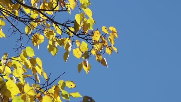 Yellow Leaves Linden Tree Wind — Stock Video