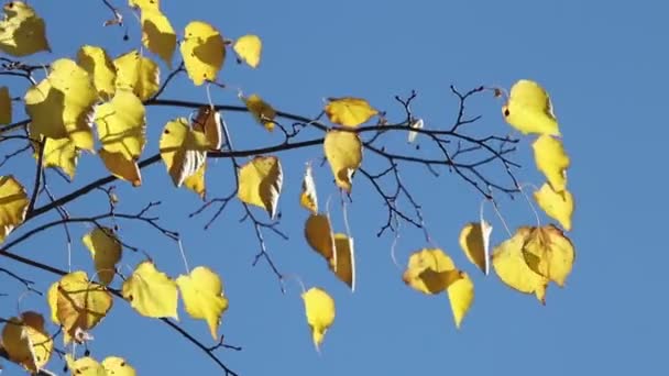 Tiglio Giallo Uno Sfondo Blu Del Cielo — Video Stock