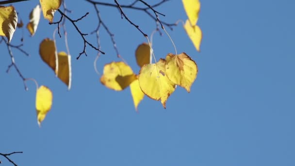 Hojas Tilo Otoño Viento Colorido Parque — Vídeo de stock