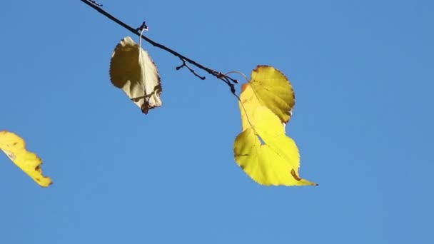 Droge Linden Verlaat Een Tak Verlicht Door Zon — Stockvideo