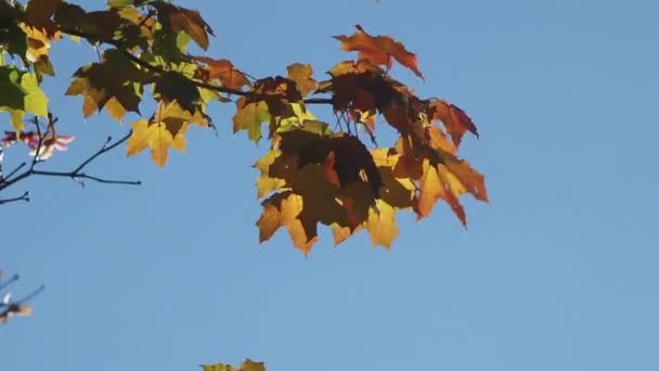 茶色のメープルの枝のきれいなブルーの空に葉します — ストック動画