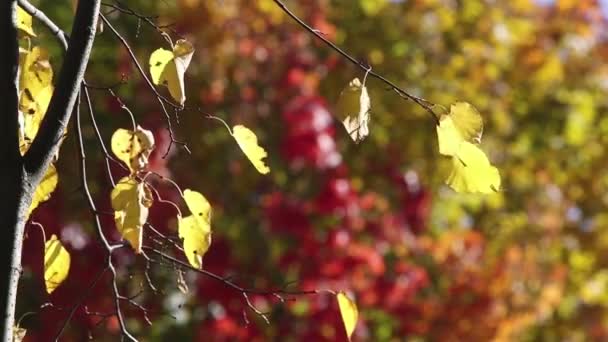 Linden Verlaat Een Kleurrijke Herfst Achtergrond — Stockvideo