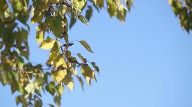 Bir ormandaki mavi gökyüzü üzerinde sarı kavak ağacı yaprakları