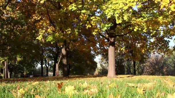 Rüzgarlı Bir Sonbahar Park Arka Plan Görünümü — Stok video