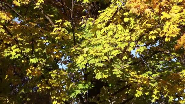 Zweige Einem Herbst Ahorn Wind Einem Sonnigen Tag — Stockvideo