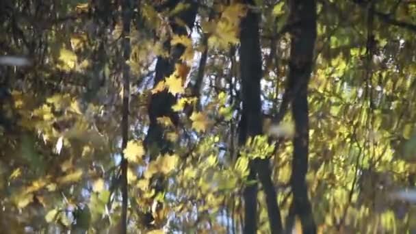 Reflejos Borrosos Coloridos Árboles Otoñales Parque — Vídeo de stock